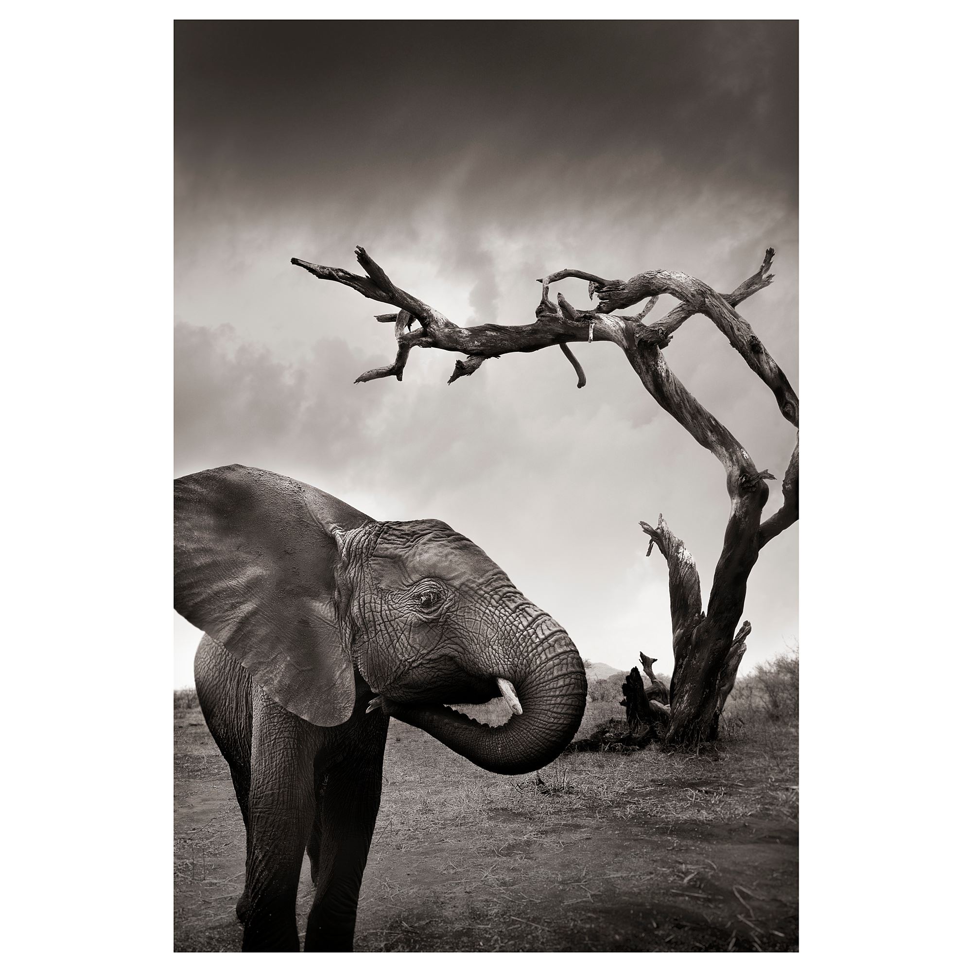 NORRHASSEL poster fil 61x91 cm IKEA Ev Dekorasyonu