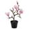 magnolia/pink