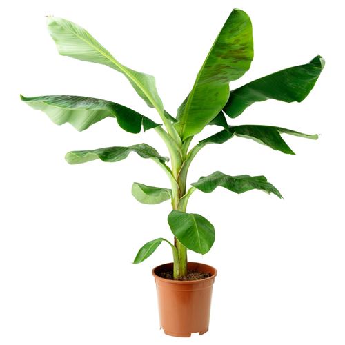 MUSA ORIENTAL	, canlı bitki, muz ağacı, 21 cm