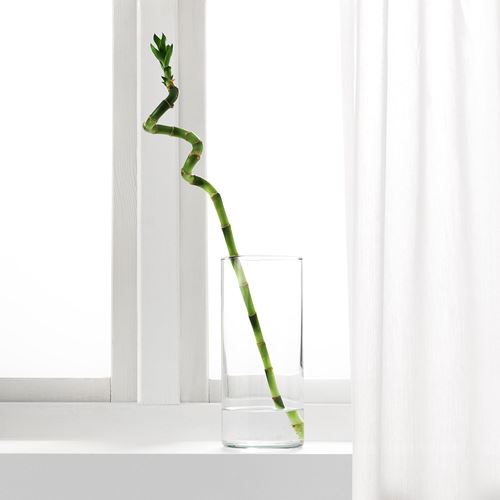 DRACAENA, canlı bitki, bambu, 45 cm