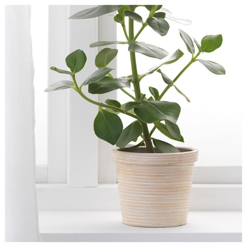 PEKANNÖT, plant pot, rattan, 12 cm