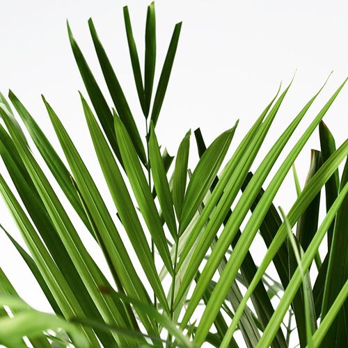 DYPSIS LUTESCENS, canlı bitki, areka palmiyesi, 24 cm