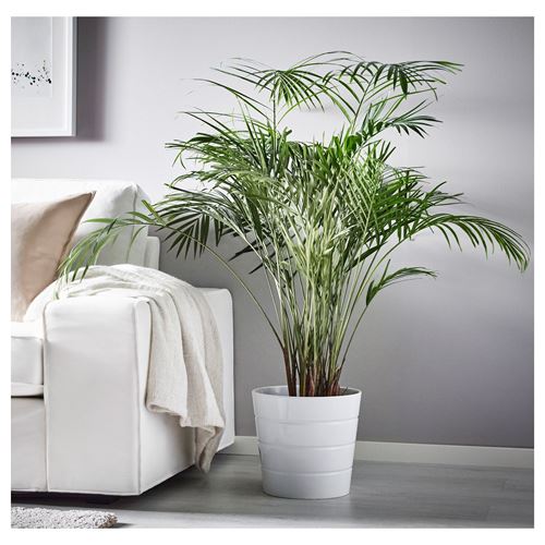DYPSIS LUTESCENS, canlı bitki, areka palmiyesi, 24 cm