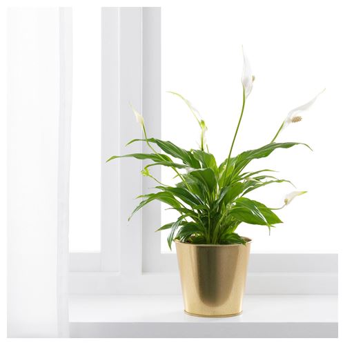 DAIDAI, plant pot, brass colour, 12 cm