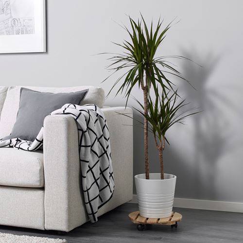 DRACAENA MARGINATA canlı bitki dragon ağacı 19 cm IKEA Ev Dekorasyonu