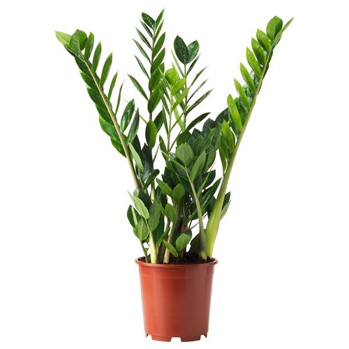 ZAMIOCULCAS, canlı bitki, zamioculcas, 17 cm