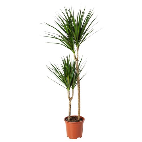 DRACAENA MARGINATA canlı bitki dragon ağacı 19 cm IKEA Ev Dekorasyonu