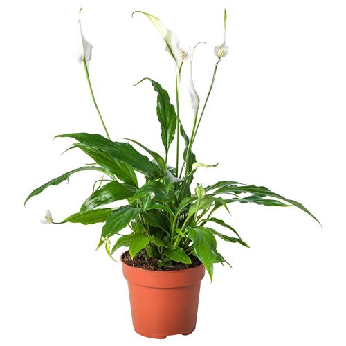 SPATHIPHYLLUM, canlı bitki, spathiphyllum cupido, 12 cm