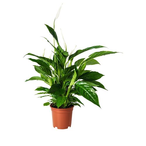 SPATHIPHYLLUM, canlı bitki, spathiphyllum cupido, 17 cm