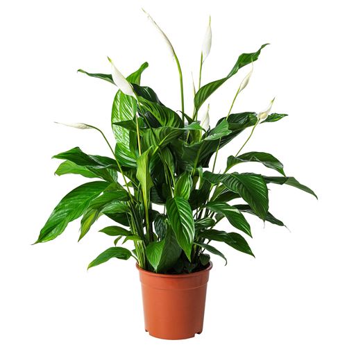 SPATHIPHYLLUM, canlı bitki, spathiphyllum cupido, 24 cm