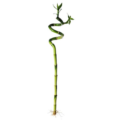 DRACAENA, canlı bitki, bambu, 45 cm