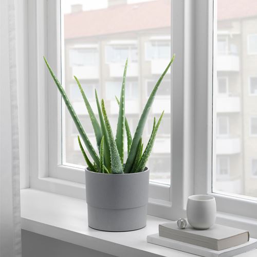 NYPON, plant pot, grey, 15 cm