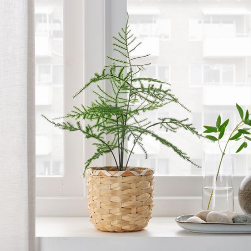 FEJKA, artificial plant, asparagus, 9 cm