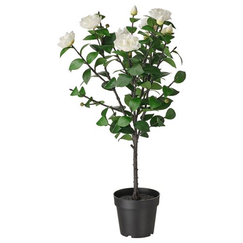FEJKA, yapay bitki, kamelya-beyaz, 19 cm