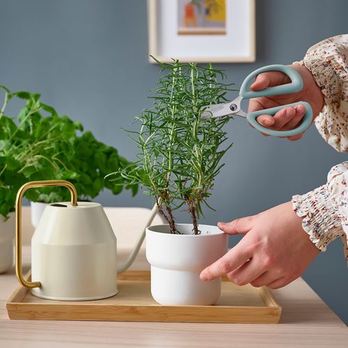 BRYTBÖNA,herb scissors