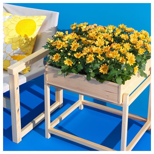 PRIMÄRSKOG,plant stand